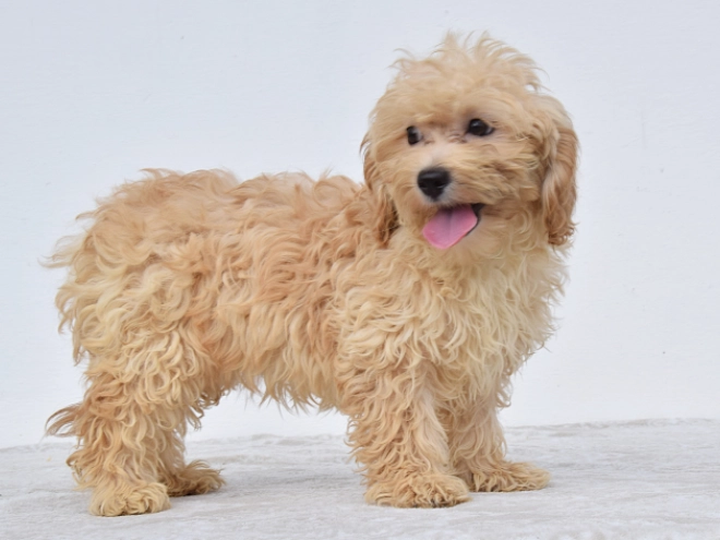Perros Maltipoo en venta