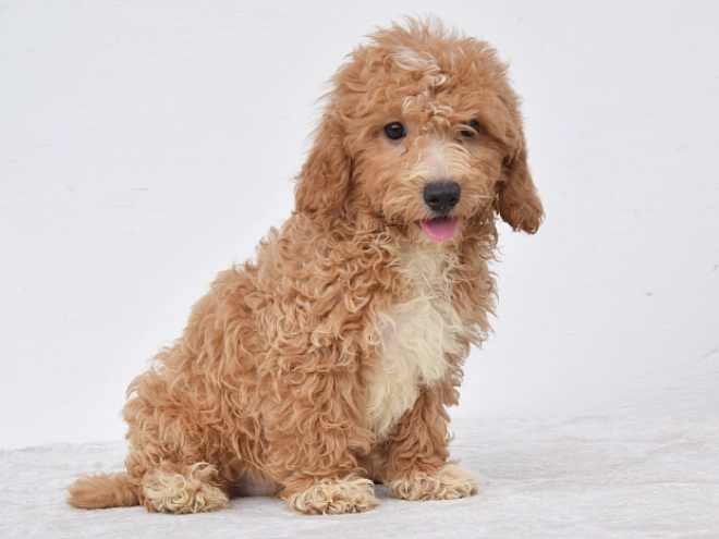 Maltipoo puppy for sale