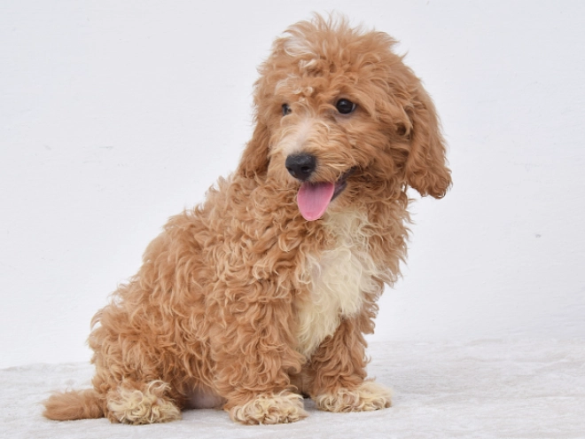 Maltipoo puppy for sale