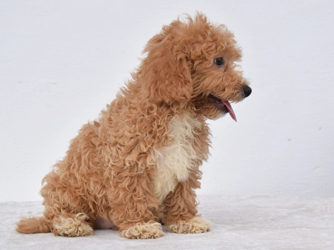 Maltipoo puppy for sale