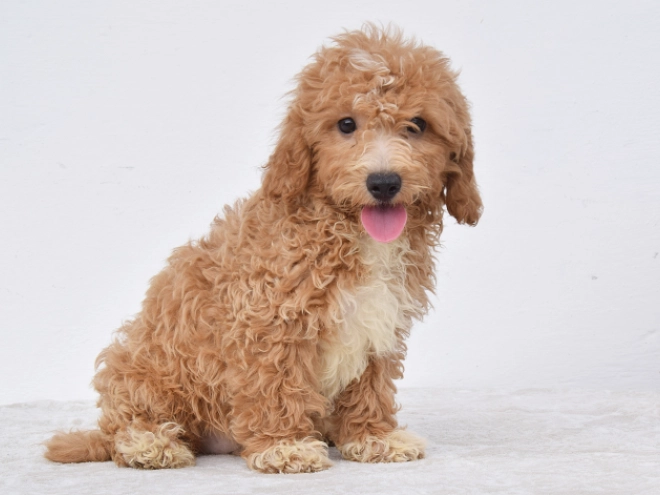 Maltipoo puppy for sale