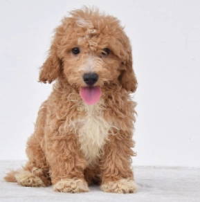 Perros Maltipoo en venta