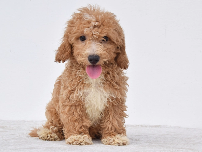 Maltipoo puppy for sale