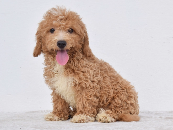 Maltipoo puppy for sale