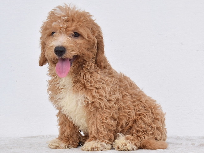 Maltipoo puppy for sale