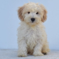 Nova, cream Maltipoo Welpen kaufen