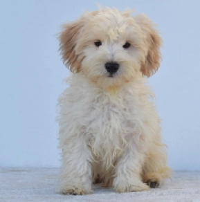Perros Maltipoo en venta