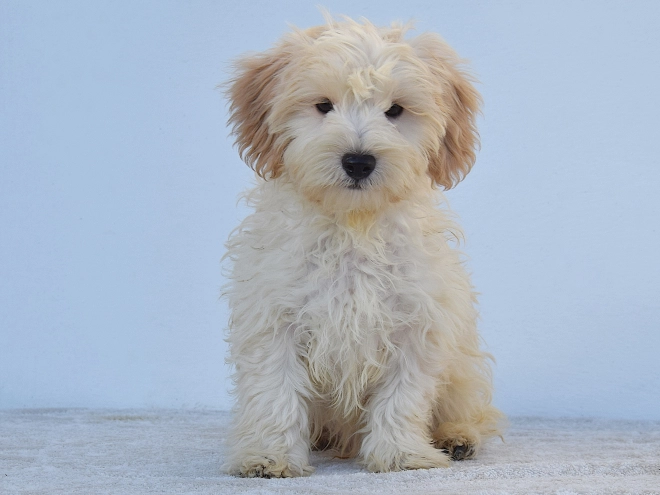 Maltipoo Welpe kaufen