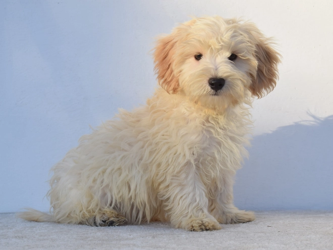 Maltipoo Welpe kaufen