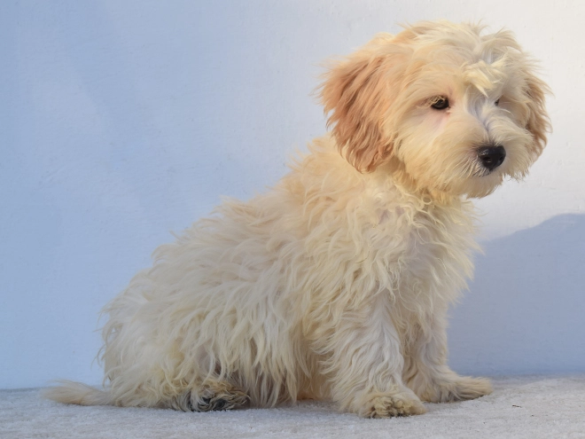 Maltipoo Welpe kaufen