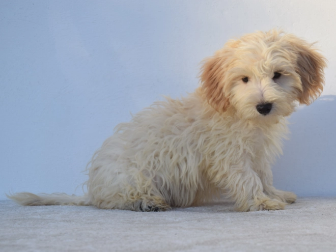 Maltipoo Welpe kaufen