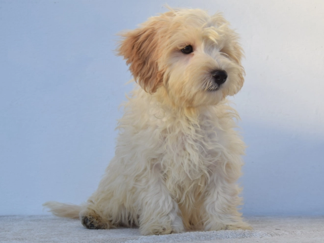 Maltipoo Welpe kaufen