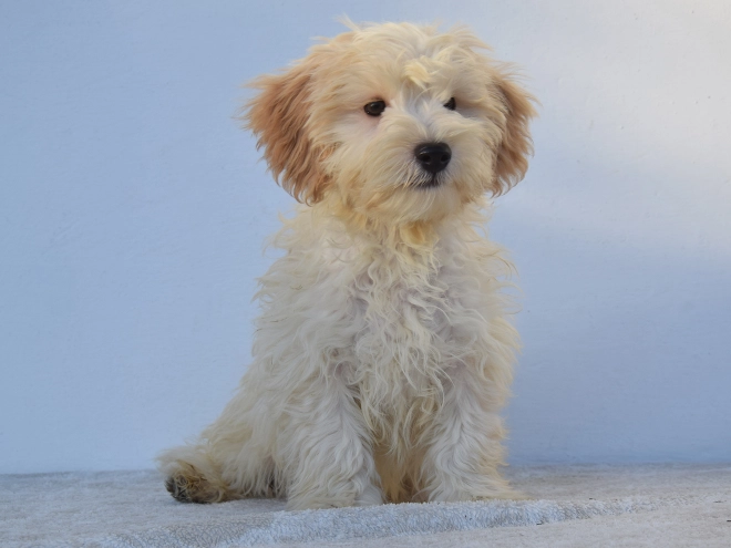 Maltipoo Welpe kaufen