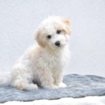Maggie, cream Maltipoo for sale