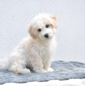 Maltipoo puppy for sale