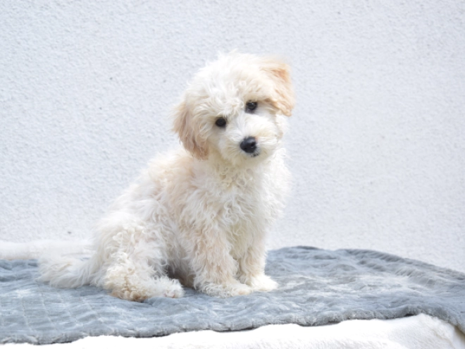 Maltipoo puppy for sale