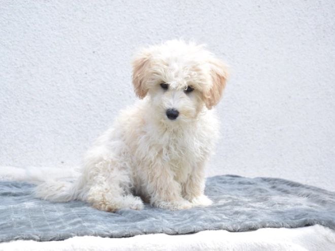 Maltipoo puppy for sale