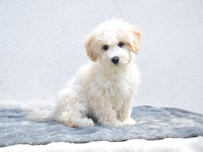 Maltipoo puppy for sale