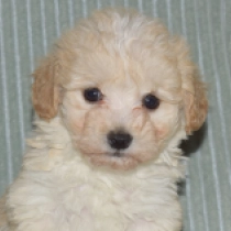 Henry, apricot and white Maltipoo Welpen kaufen