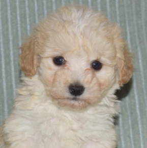 Maltipoo Welpe kaufen