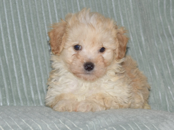 Perros Maltipoo en venta