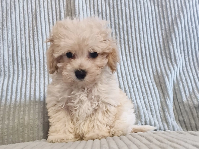 Perros Maltipoo en venta