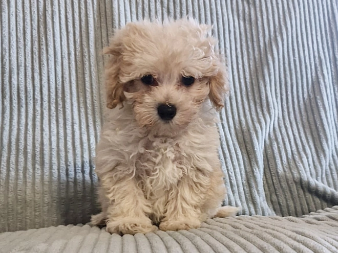 Perros Maltipoo en venta
