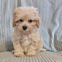Dexter, apricot and white Maltipoo for sale