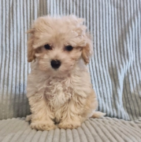 Maltipoo Welpe kaufen