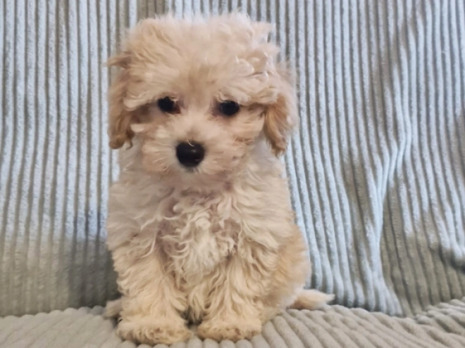 Perros Maltipoo en venta