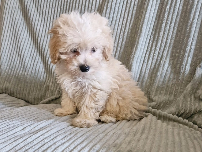 Perros Maltipoo en venta
