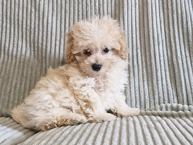 Perros Maltipoo en venta
