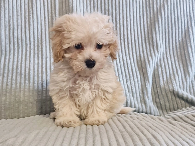 Perros Maltipoo en venta