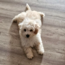 Dexter, apricot and white Maltipoo en venta
