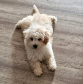 Perros Maltipoo en venta