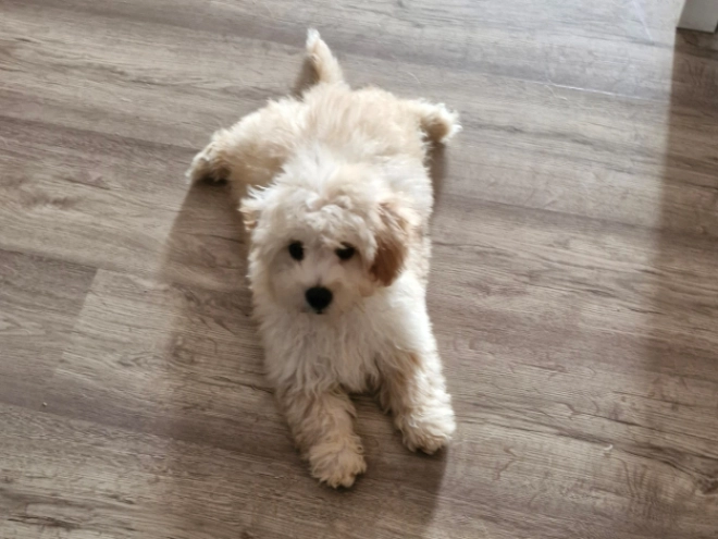 Perros Maltipoo en venta