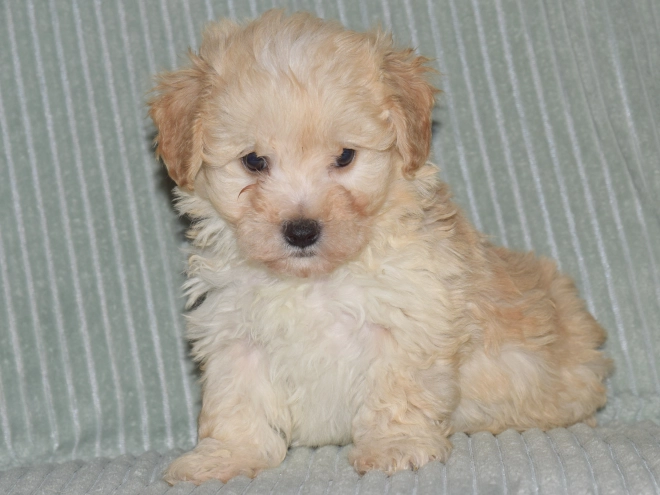 Perros Maltipoo en venta