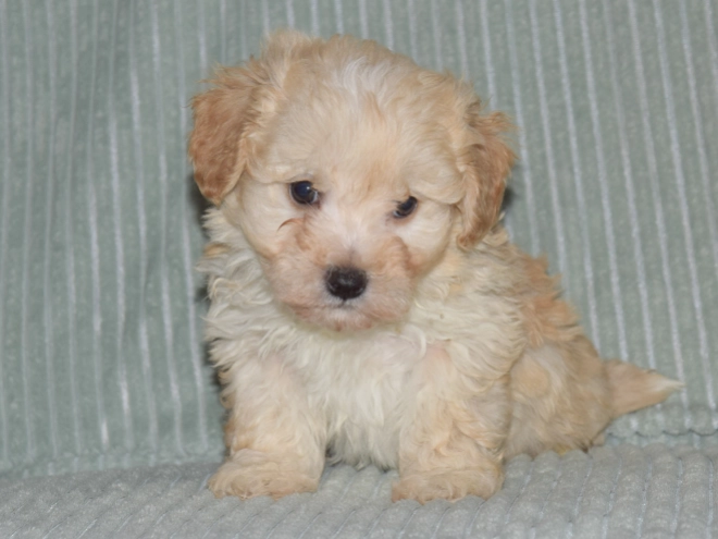 Perros Maltipoo en venta