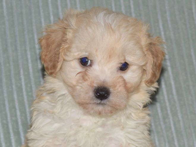 Perros Maltipoo en venta