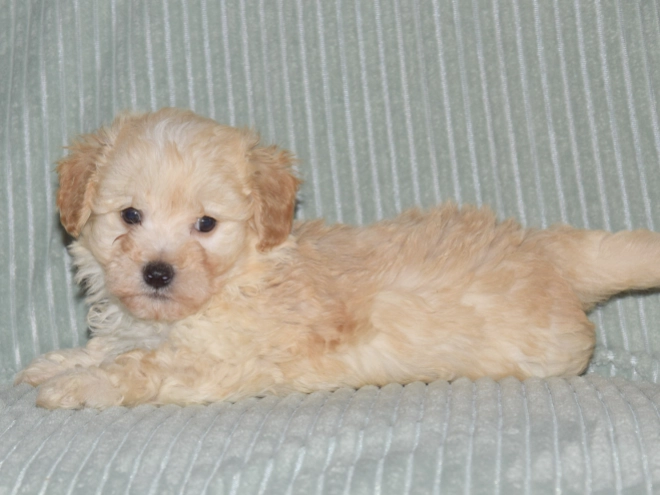 Perros Maltipoo en venta