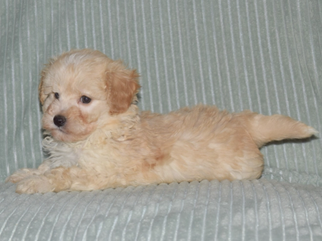 Perros Maltipoo en venta