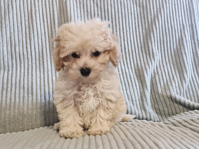 Perros Maltipoo en venta