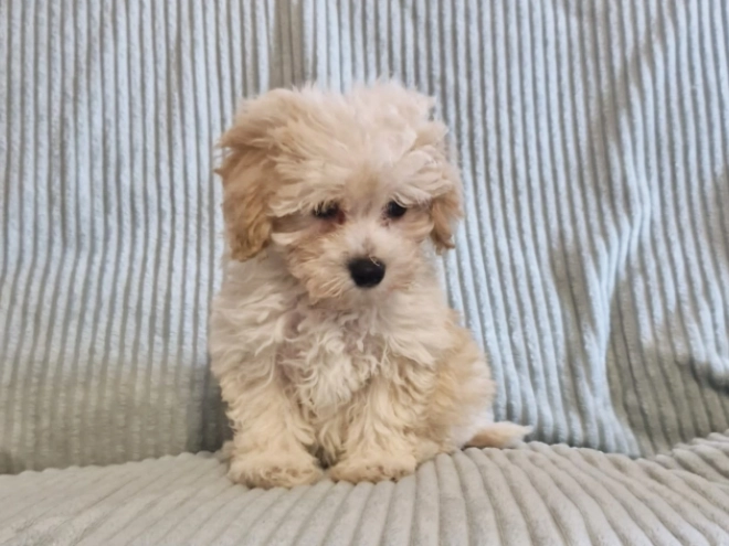 Perros Maltipoo en venta