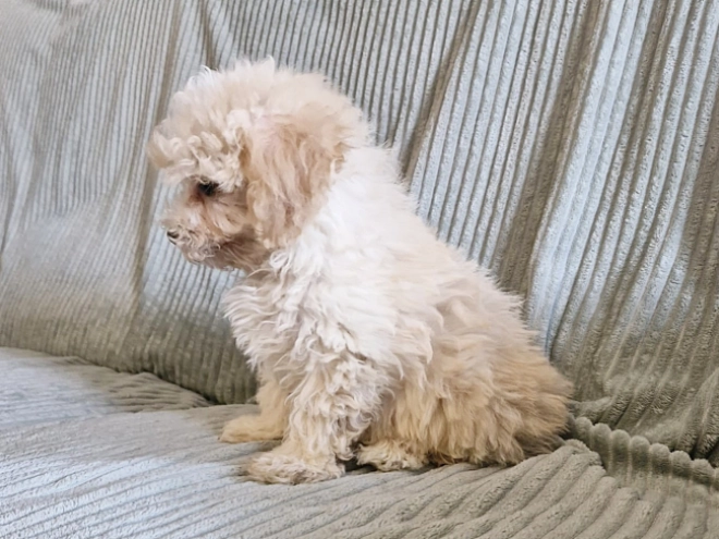 Perros Maltipoo en venta