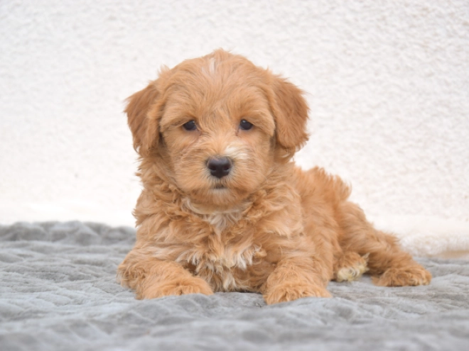 Maltipoo puppy for sale