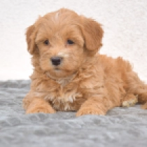 Lola – F1b, golden Maltipoo for sale