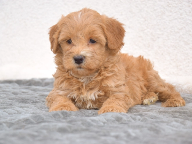 Maltipoo puppy for sale