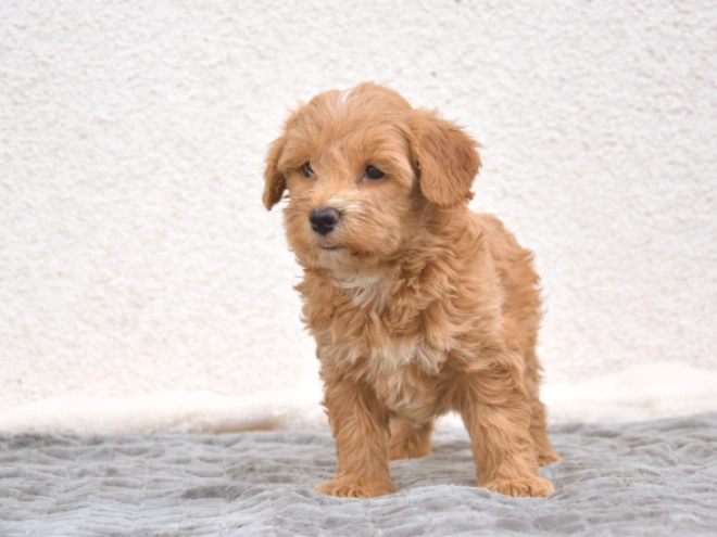 Maltipoo puppy for sale