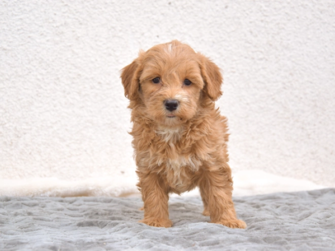 Maltipoo puppy for sale