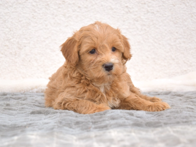 Maltipoo puppy for sale